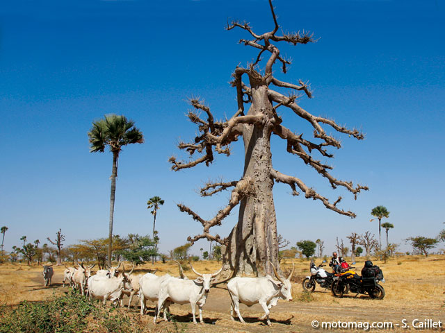 Sénégal : 1 000 km sur la route des baobabs