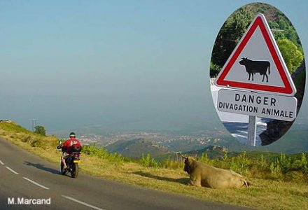 La Corse à moto : attention aux bêtes