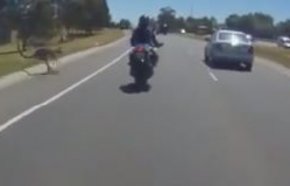 Vidéo : le kangourou évite le motard de justesse